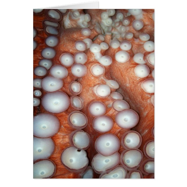 Sluiten Octopus sluiten (Voorkant)