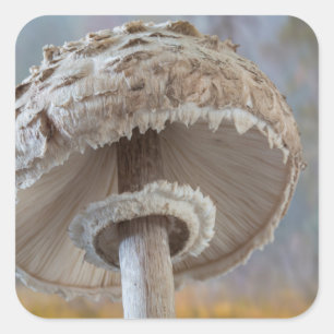 Sluiten onderkant paddenstoel vierkante sticker