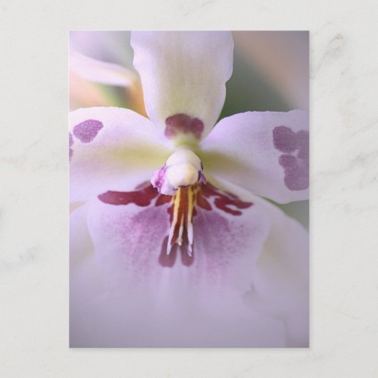 Sluiten orchidee-kaart briefkaart (Voorkant)