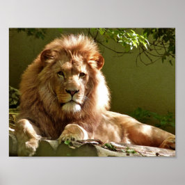 Sluiten portret van Lion Poster