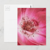 Sluiten  Roze Roze Roze Briefkaart (Voorkant / Achterkant)