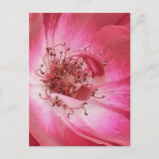 Sluiten  Roze Roze Roze Briefkaart (Voorkant)