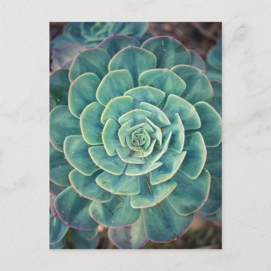 Sluiten Succulent Briefkaart (Voorkant)