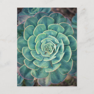 Sluiten Succulent Briefkaart