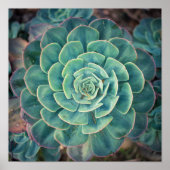 Sluiten Succulent Poster (Voorkant)