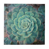 Sluiten Succulent Tegeltje (Voorkant)