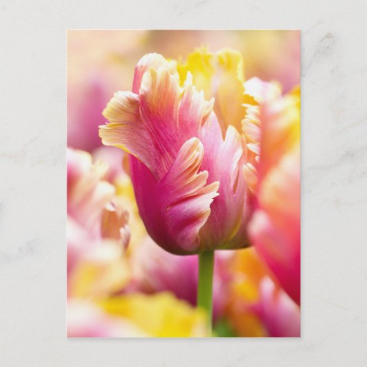 Sluiten Tulips Briefkaart (Voorkant)