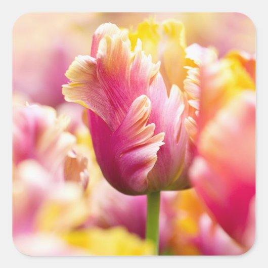 Sluiten Tulips Vierkante Sticker (Voorkant)