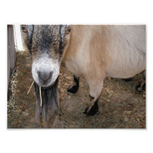 Sluiten van Billy Goat Eating Hay Foto Afdruk
