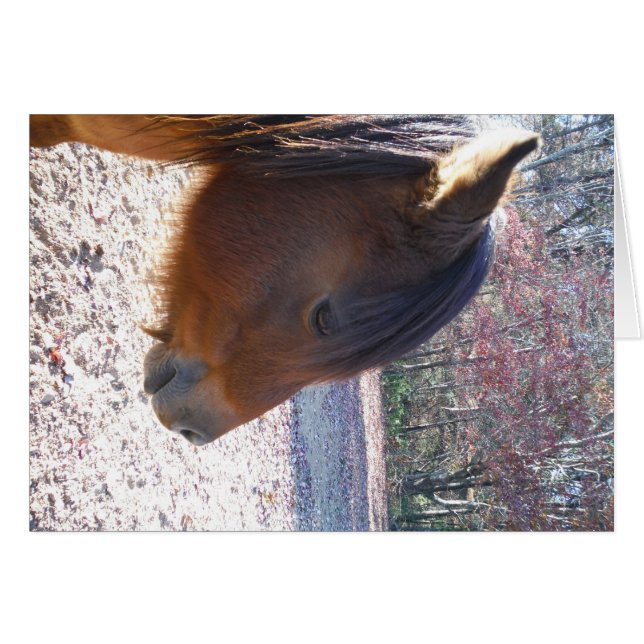 Sluiten van bruin paard, Little Brown Pony (Voorkant Horizontaal)