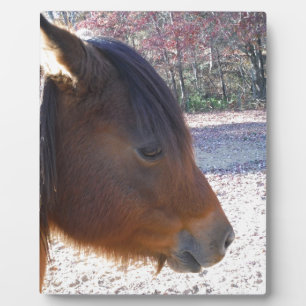 Sluiten van bruin paard, Little Brown Pony Fotoplaat