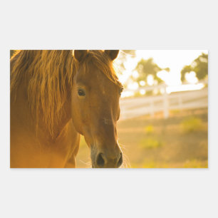 Sluiten van bruine paarden rechthoekige sticker