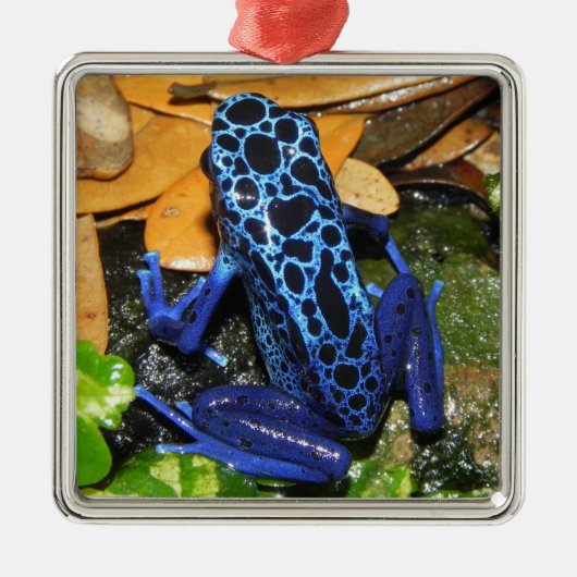 Sluiten van een blauw-poisdart kikker metalen ornament (Voorkant)