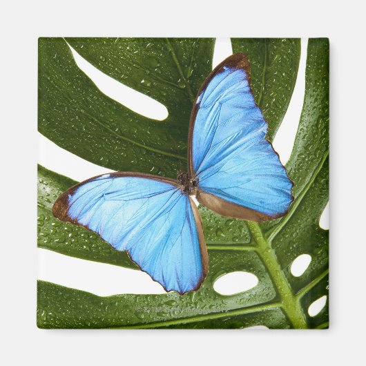 Sluiten van een Blauwe Morpho Butterfly op een pal Magneet (Voorkant)
