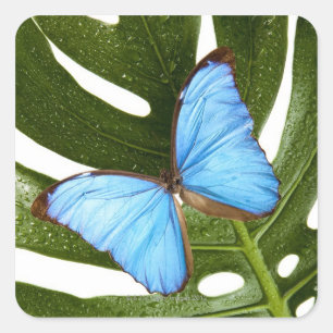 Sluiten van een Blauwe Morpho Butterfly op een pal Vierkante Sticker
