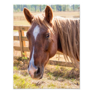 Sluiten van een bruin paard op een foto van het Bo Afdruk