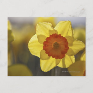 Sluiten van een Geel/Oranje Daffodil Briefkaart