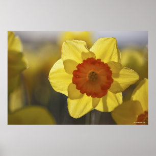 Sluiten van een Geel/Oranje Daffodil Poster