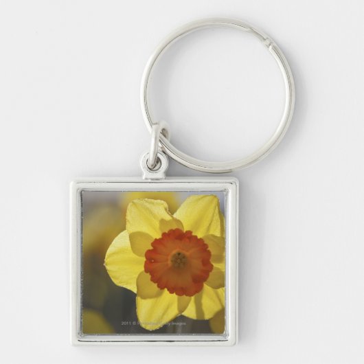 Sluiten van een Geel/Oranje Daffodil Sleutelhanger (Voorkant)