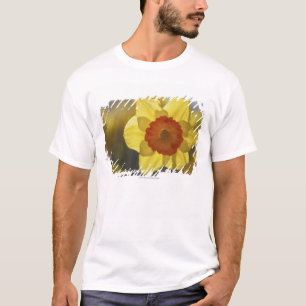Sluiten van een Geel/Oranje Daffodil T-shirt