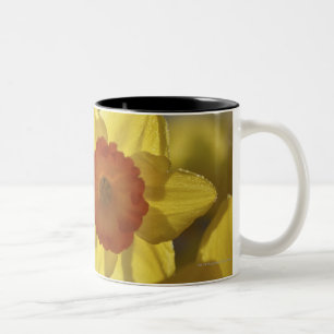 Sluiten van een Geel/Oranje Daffodil Tweekleurige Koffiemok