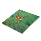 Sluiten van een gekloonde anemonvis, Okinawa, Japa Tegeltje (Zijkant)