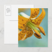 Sluiten van een gele Lily Briefkaart (Voorkant / Achterkant)