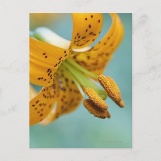 Sluiten van een gele Lily Briefkaart (Voorkant)