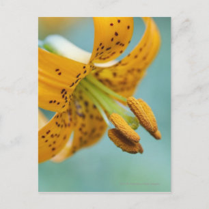 Sluiten van een gele Lily Briefkaart