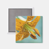 Sluiten van een gele Lily Magneet (Voorkant / Achterkant)