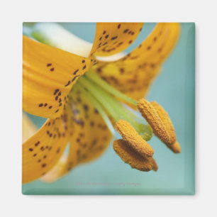 Sluiten van een gele Lily Magneet