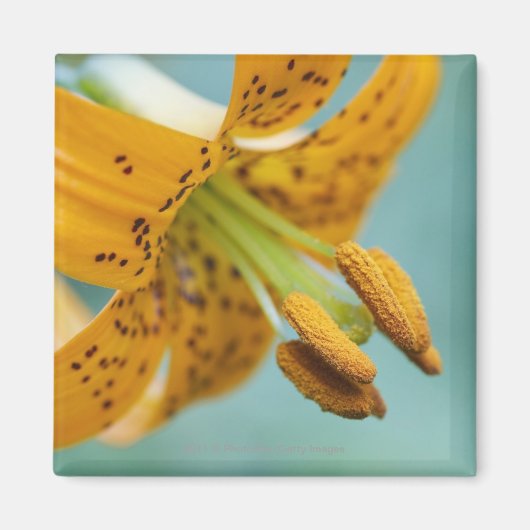 Sluiten van een gele Lily Magneet (Voorkant)