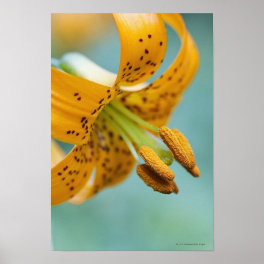 Sluiten van een gele Lily Poster (Voorkant)