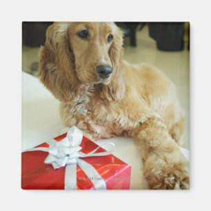 Sluiten van een hond met een cadeau magneet