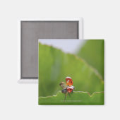 Sluiten van een ladybug op een blad magneet (Voorkant / Achterkant)