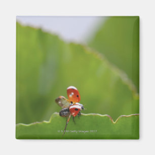 Sluiten van een ladybug op een blad magneet