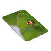 Sluiten van een ladybug op een blad magneet (Rechterzijde)