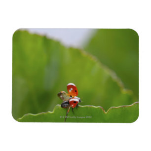 Sluiten van een ladybug op een blad magneet