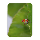 Sluiten van een ladybug op een blad magneet (Verticaal)