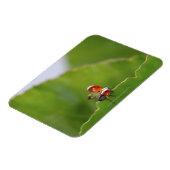 Sluiten van een ladybug op een blad magneet (Linkerzijde)