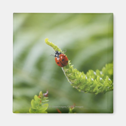 Sluiten van een ladybug op een tak magneet (Voorkant)