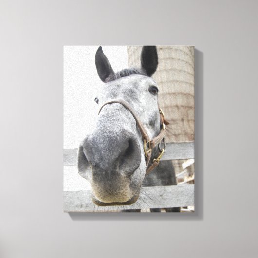 Sluiten van een paard canvas afdruk (Voorkant)