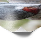 Sluiten van een Sandhill Crane Preening Print Foto Afdruk (Hoek)