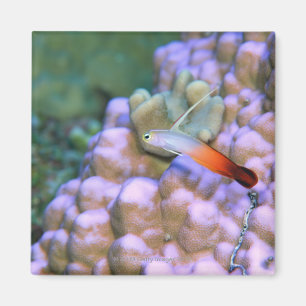 Sluiten van een vuurpijlvis, Okinawa, Japan Magneet