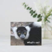 Sluiten van een zwarte en witte rode Lemur Briefkaart (Staand voorkant)