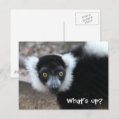 Sluiten van een zwarte en witte rode Lemur Briefkaart (Voorkant / Achterkant)