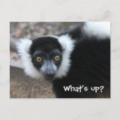 Sluiten van een zwarte en witte rode Lemur Briefkaart (Voorkant)
