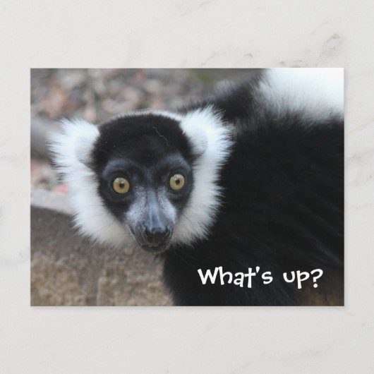 Sluiten van een zwarte en witte rode Lemur Briefkaart (Voorkant)