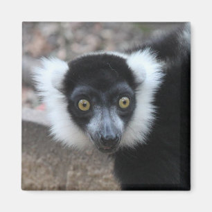 Sluiten van een zwarte en witte rode Lemur Magneet