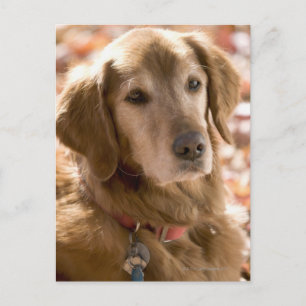 Sluiten van gouden labrador rekhondenhond briefkaart